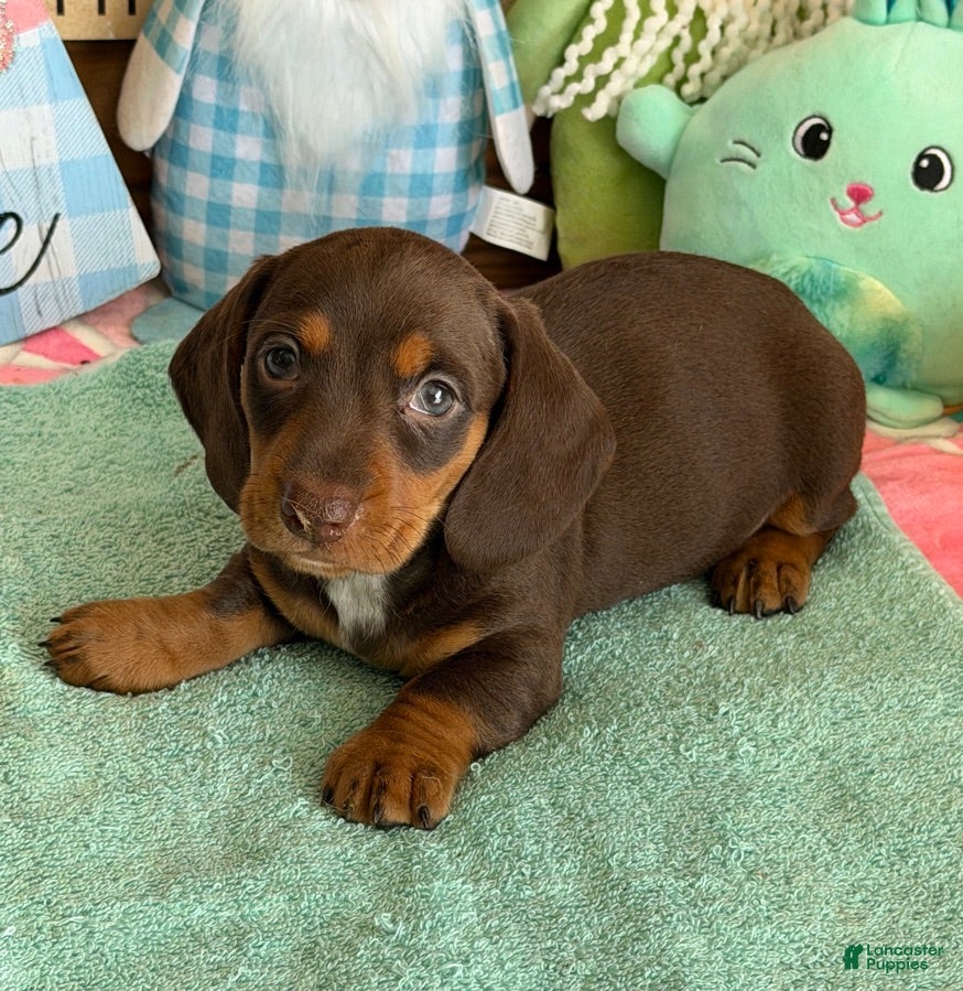 Miniature Dachshund dogs Bucky - Ad 18