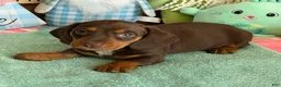 Miniature Dachshund dogs for sale: Bucky - Ad 1