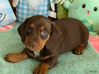 Miniature Dachshund dogs Bucky - Ad 18