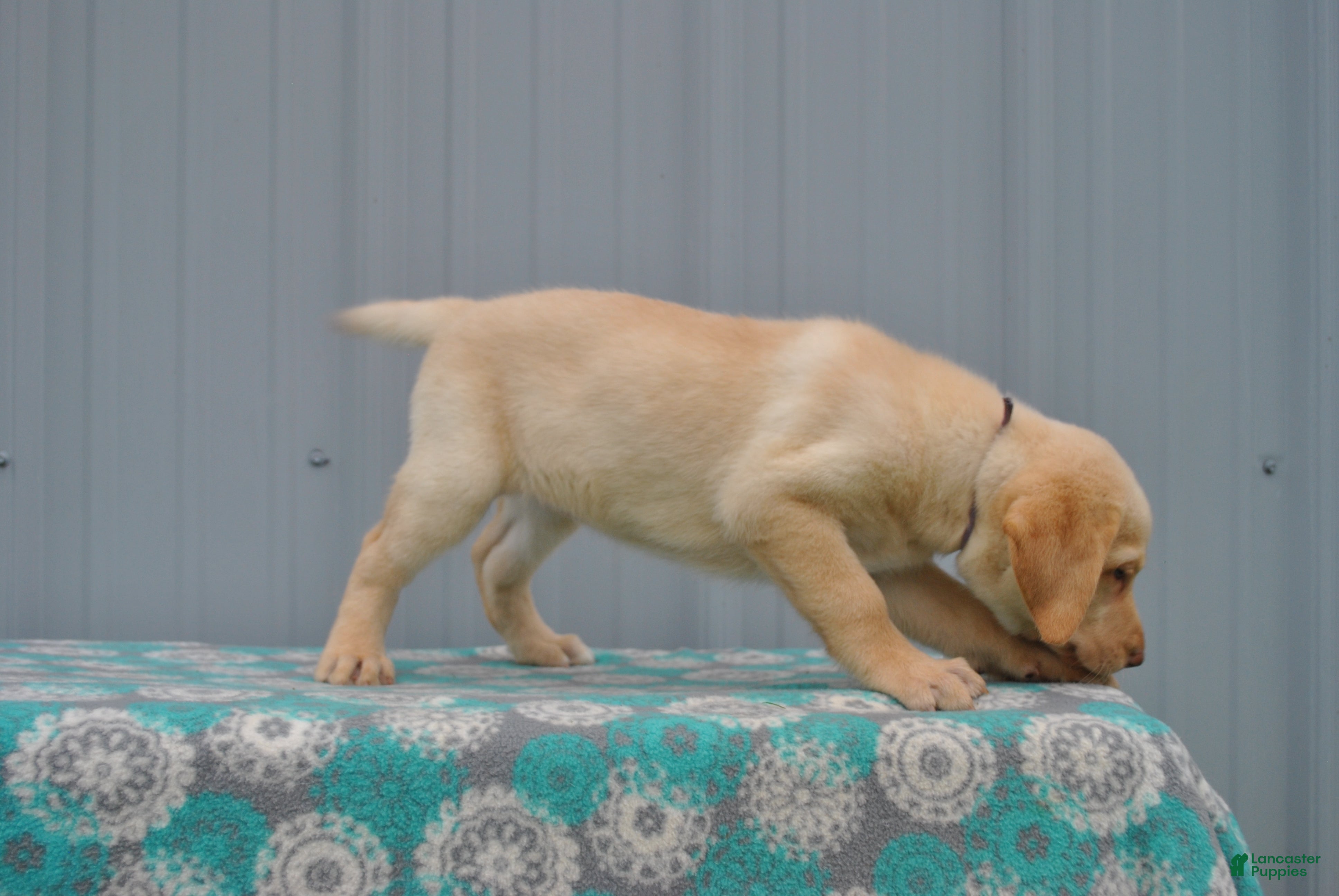 Labrador Retriever dogs Sandy - Ad 2