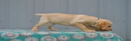 Labrador Retriever dogs for sale: Sandy - Ad 2