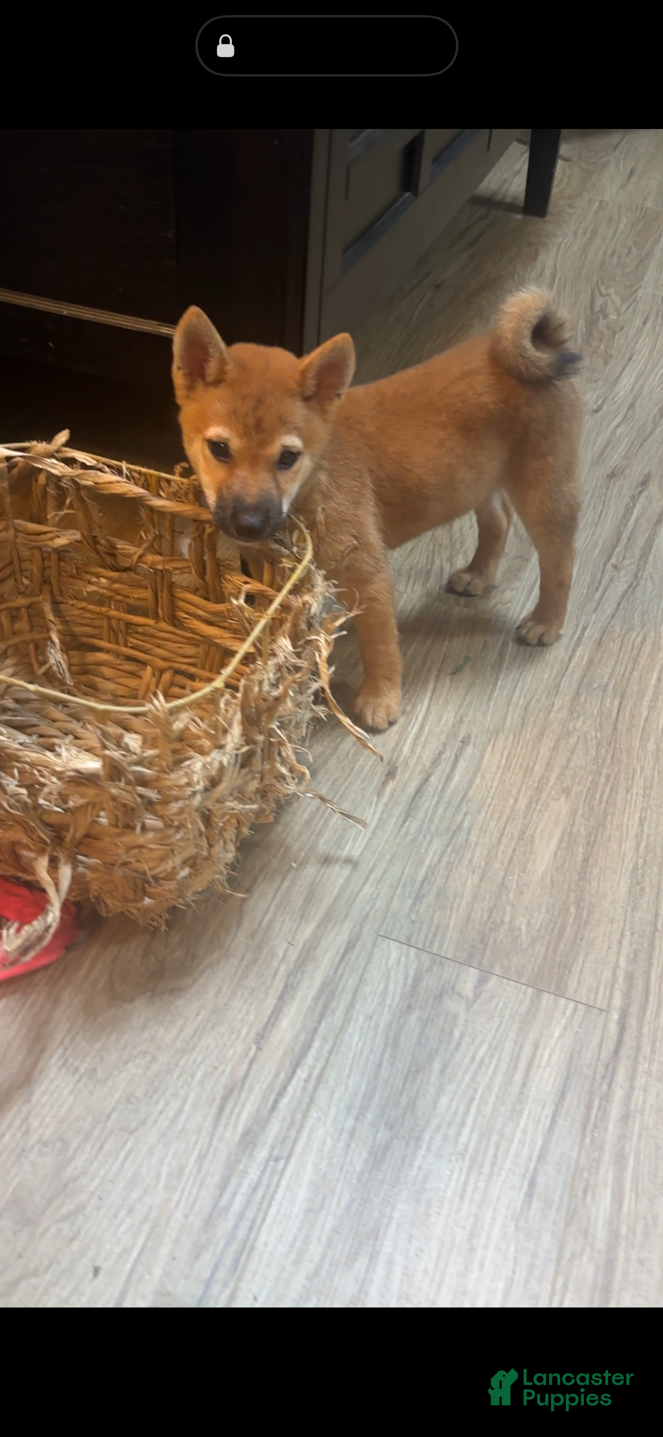 Shiba Inu dogs Tito - Ad 1