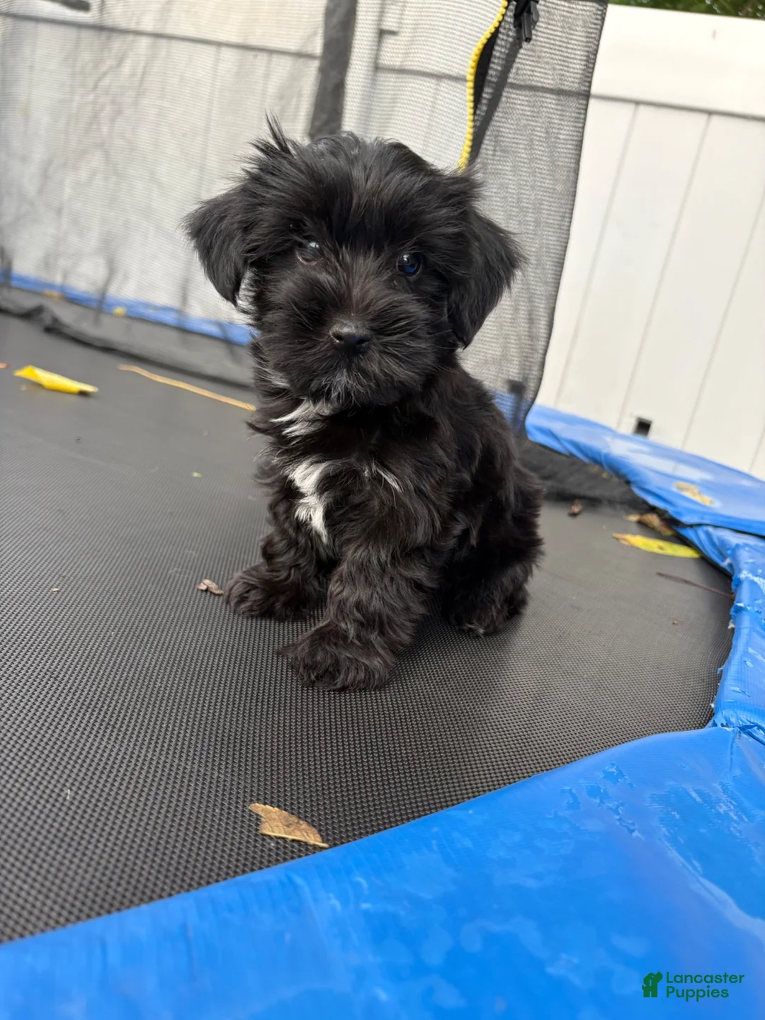Yorkshire Terrier dogs for sale: Oreo - Ad 4