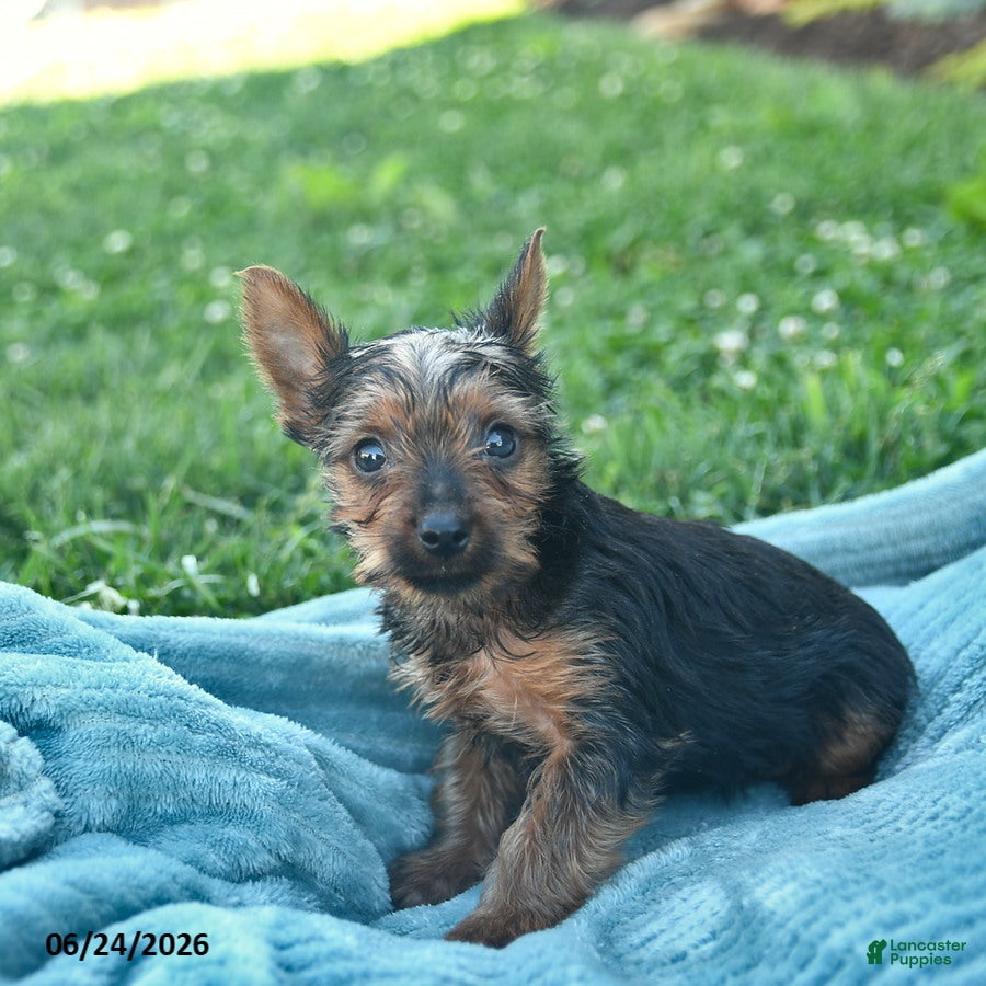 Yorkshire Terrier dogs Lightning - Ad 2
