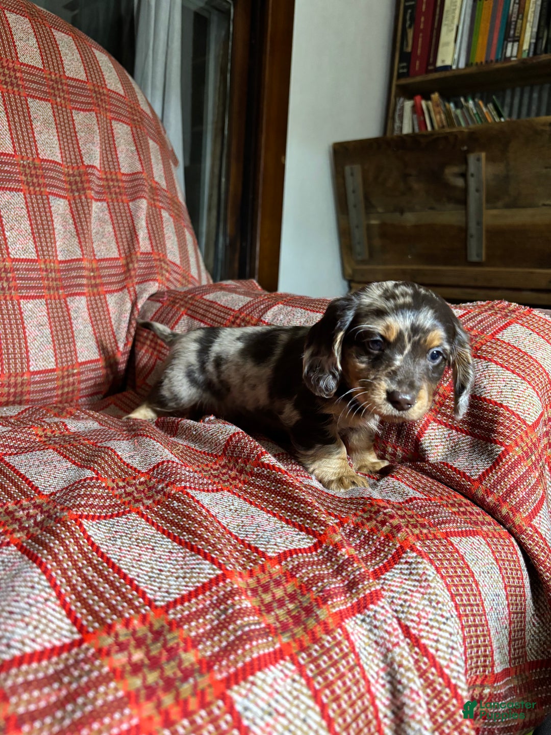 Miniature Dachshund dogs for sale: Miniature Dachshund Puppy 4 - Ad 4