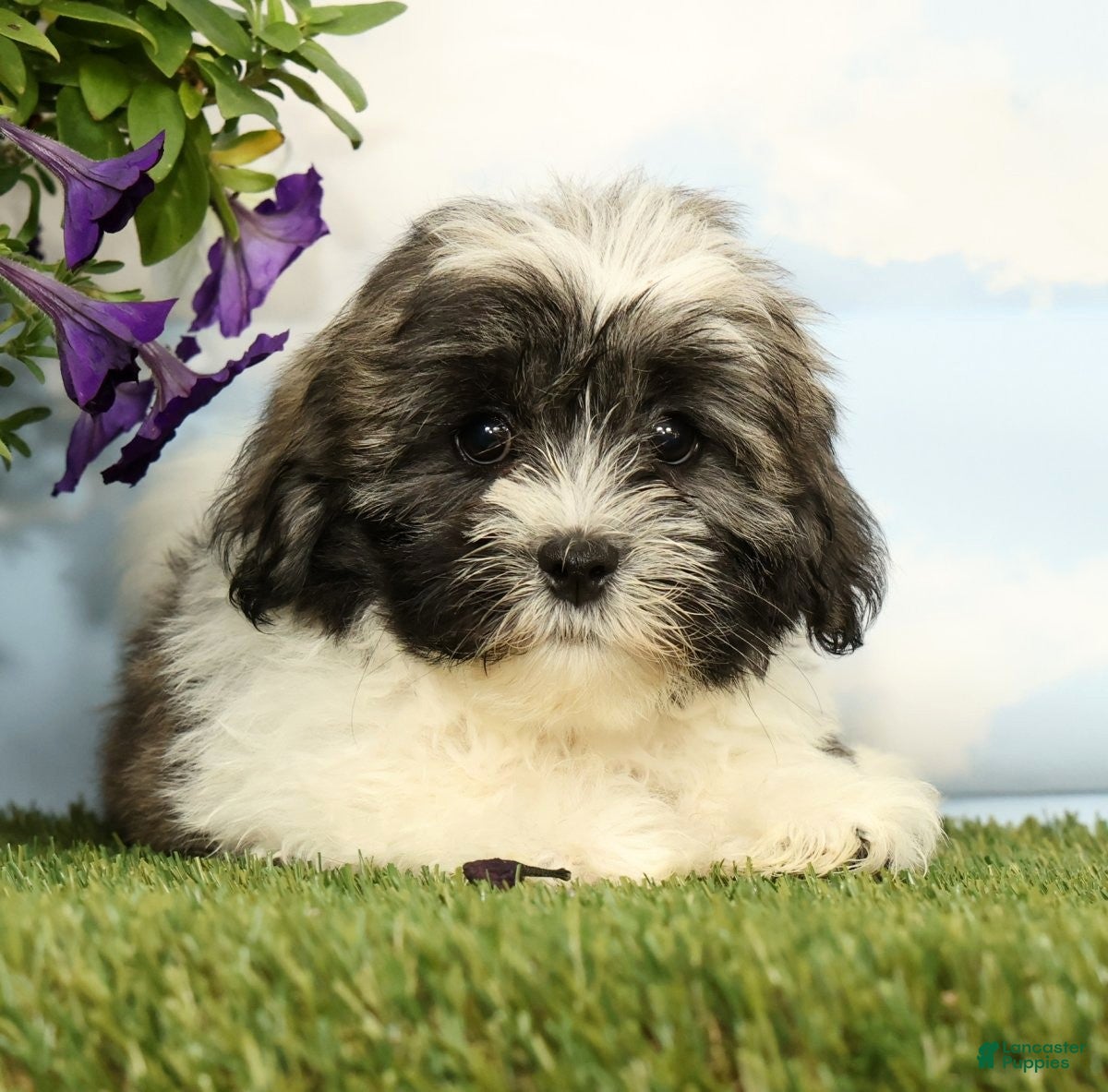 Lhasa Apso dogs Kimberly - Ad 2
