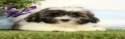 Lhasa Apso dogs for sale: Kimberly - Ad 2