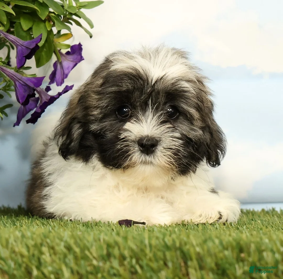 Lhasa Apso dogs for sale: Kimberly - Ad 2