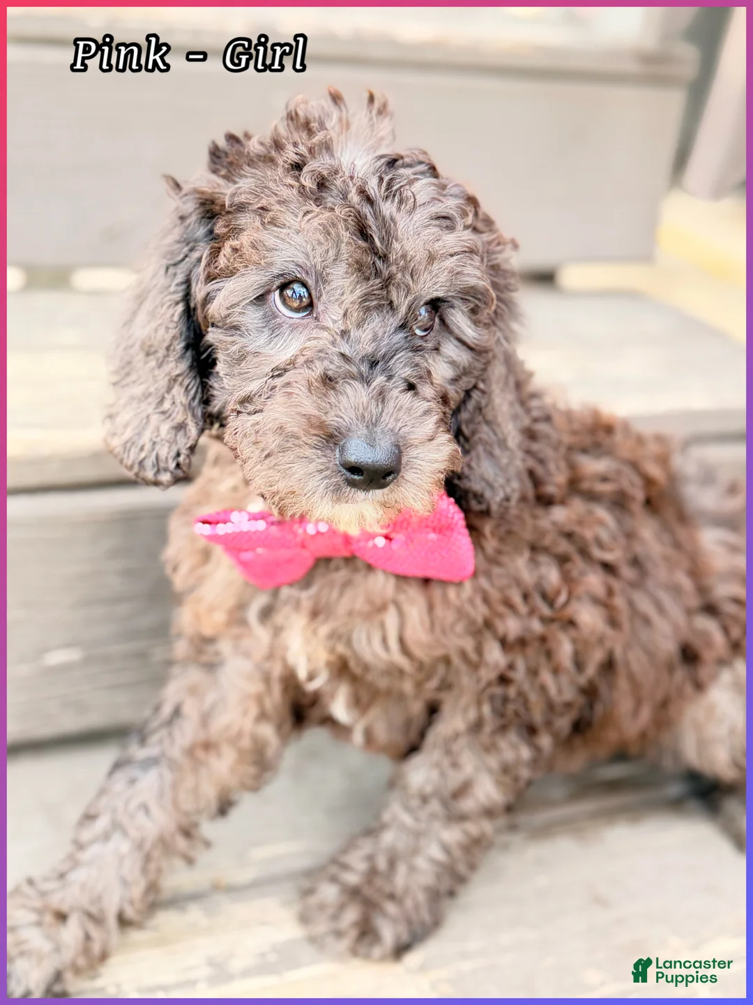 Mini Sheepadoodle dogs for sale: Pink  - Ad 2