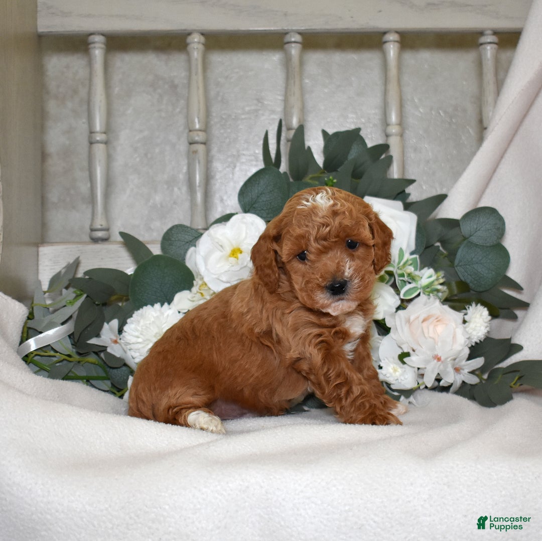 Miniature Poodle dogs for sale: Joey - Ad 3