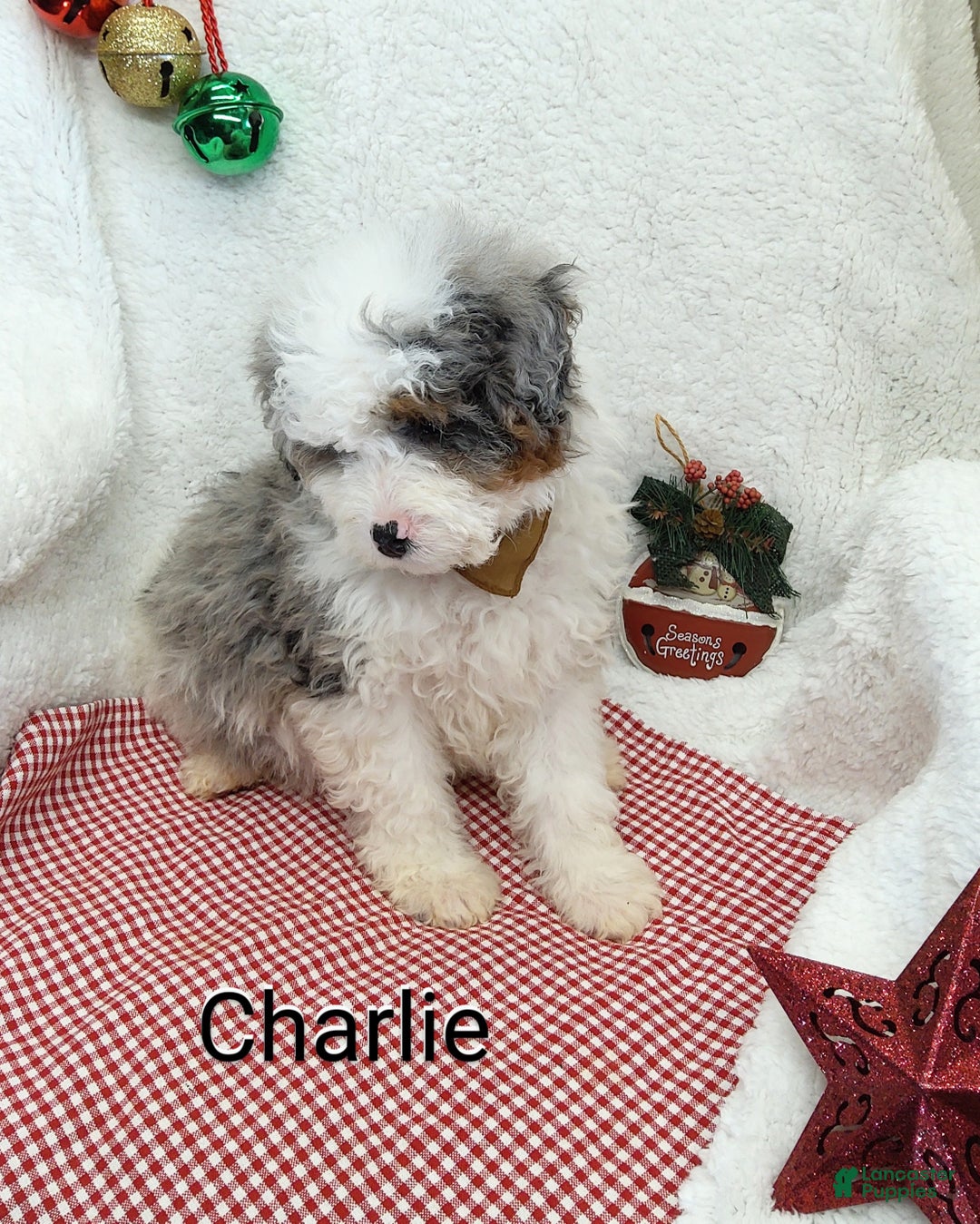 Mini Bernedoodle dogs for sale: Charlie - Ad 9