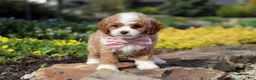 Cavapoo dogs for sale: Bambi - Ad 10
