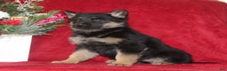 German Shepherd dogs for sale: Tammy - Ad 2