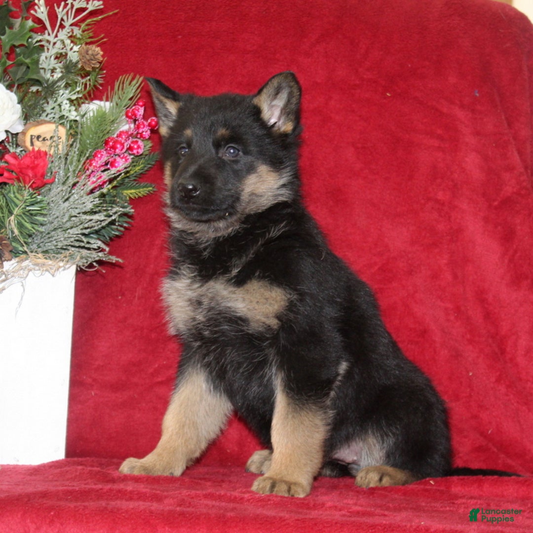 German Shepherd dogs for sale: Tammy - Ad 2