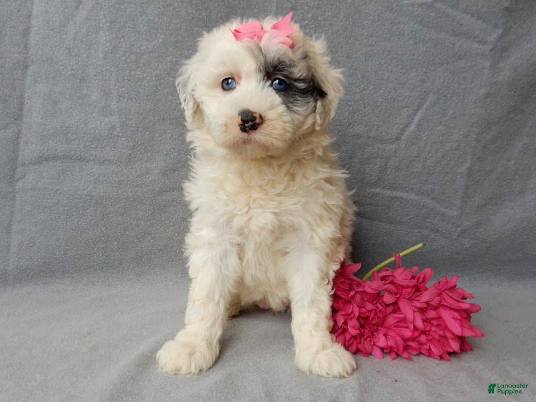 Sheepadoodle dogs for sale: Bella - Ad 1