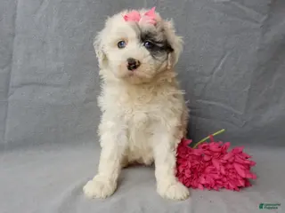 Sheepadoodle dogs Bella - Ad 1