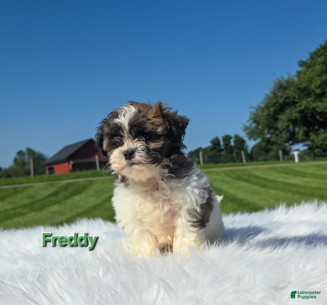 Shih Tzu dogs for sale: Freddie  - Ad 1