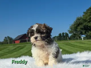 Shih Tzu dogs Freddie - Ad 10