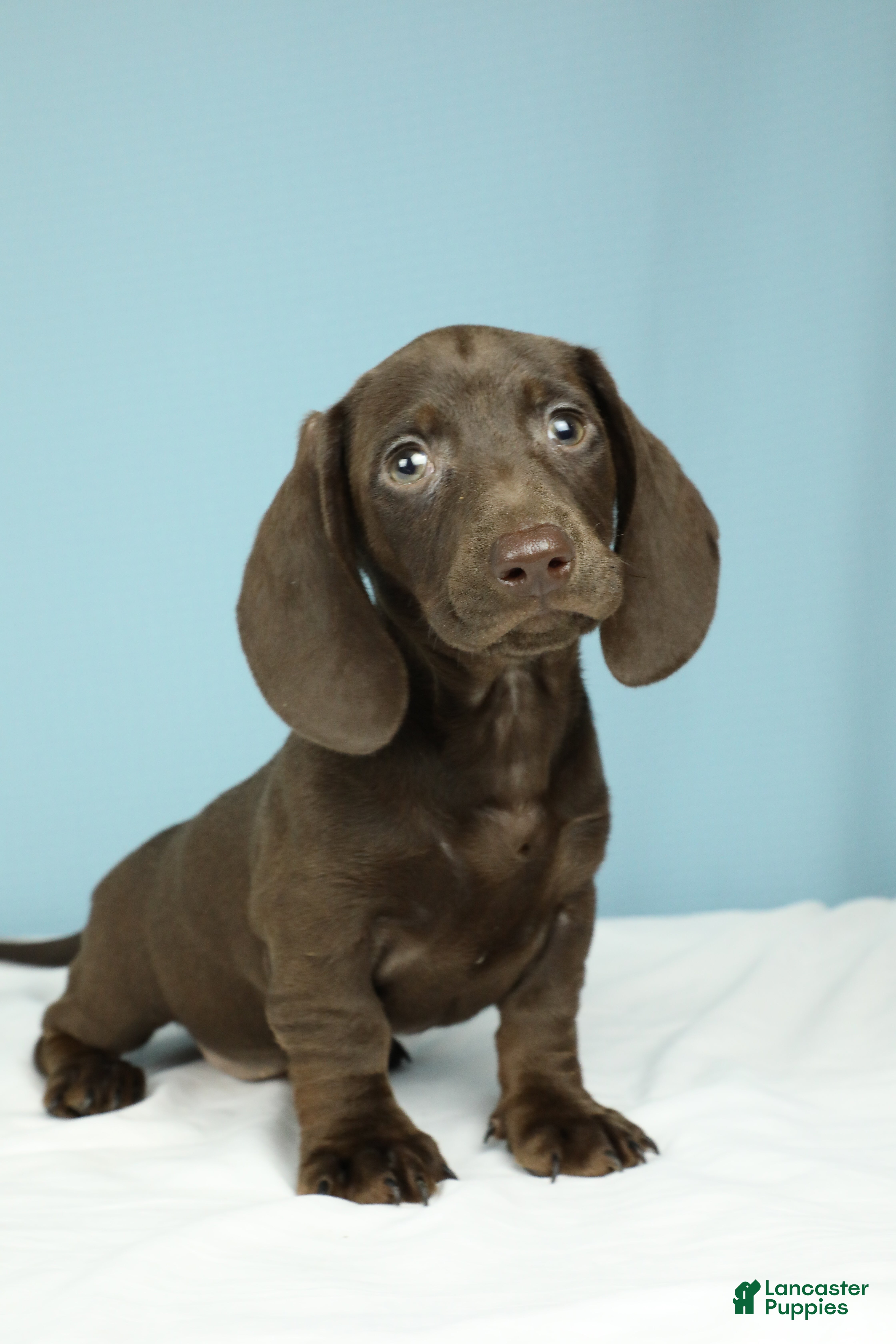 Miniature Dachshund dogs London - Ad 2