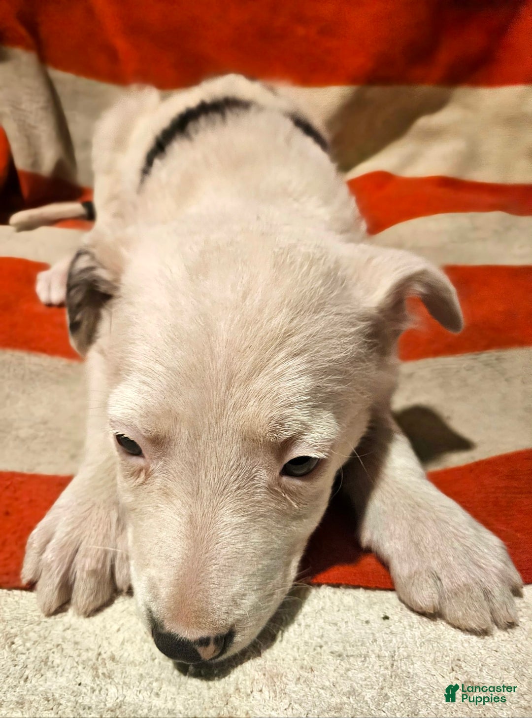 Border Collie dogs for sale: Dreami (Runt) - Ad 27