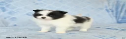 Pomeranian dogs for sale: Chase - Ad 4