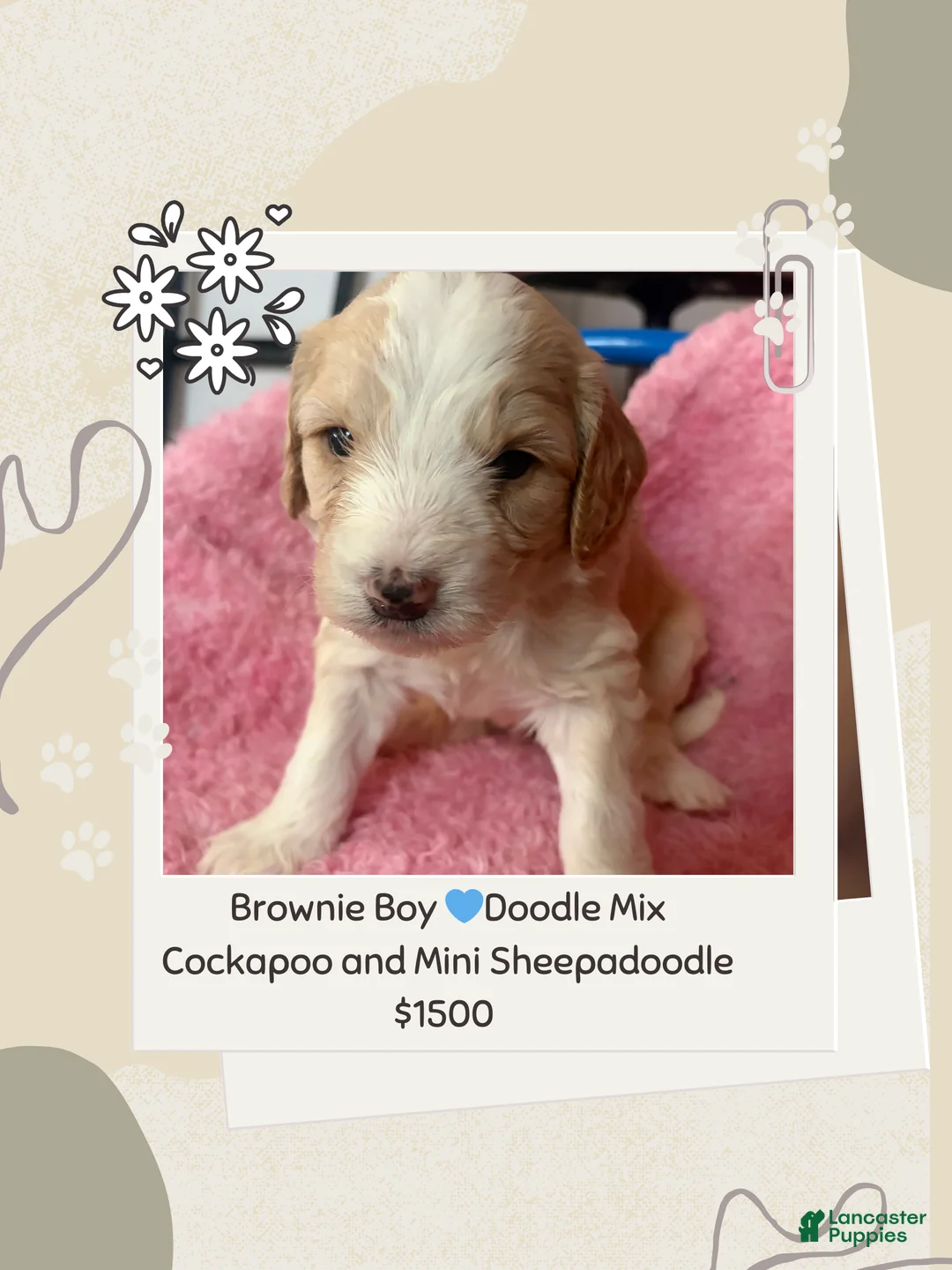 Mixed Breed dogs for sale: Brownie - Ad 1