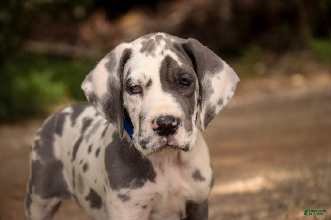 Great Dane