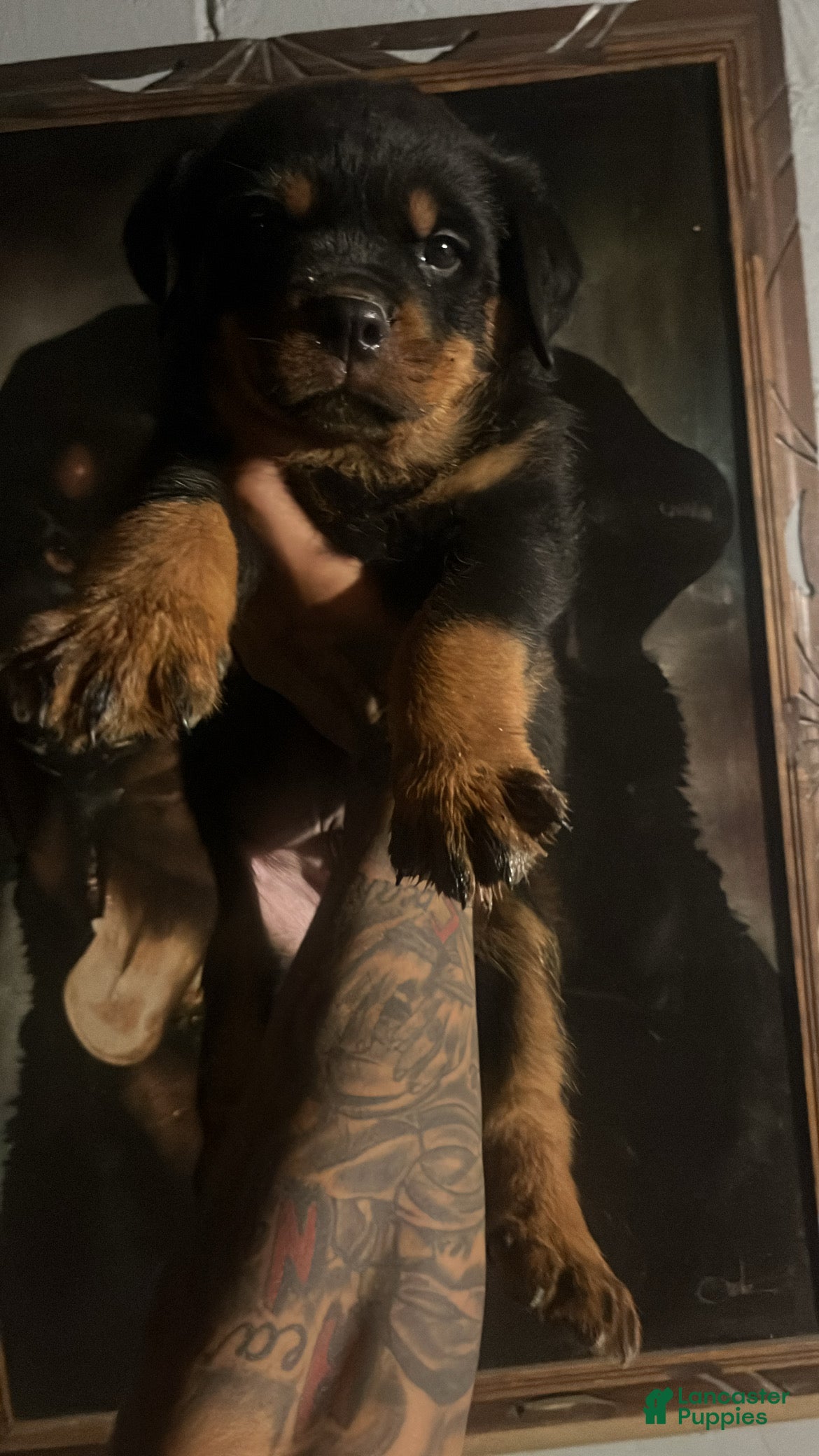 Rottweiler dogs Rottweiler 3 - Ad 17