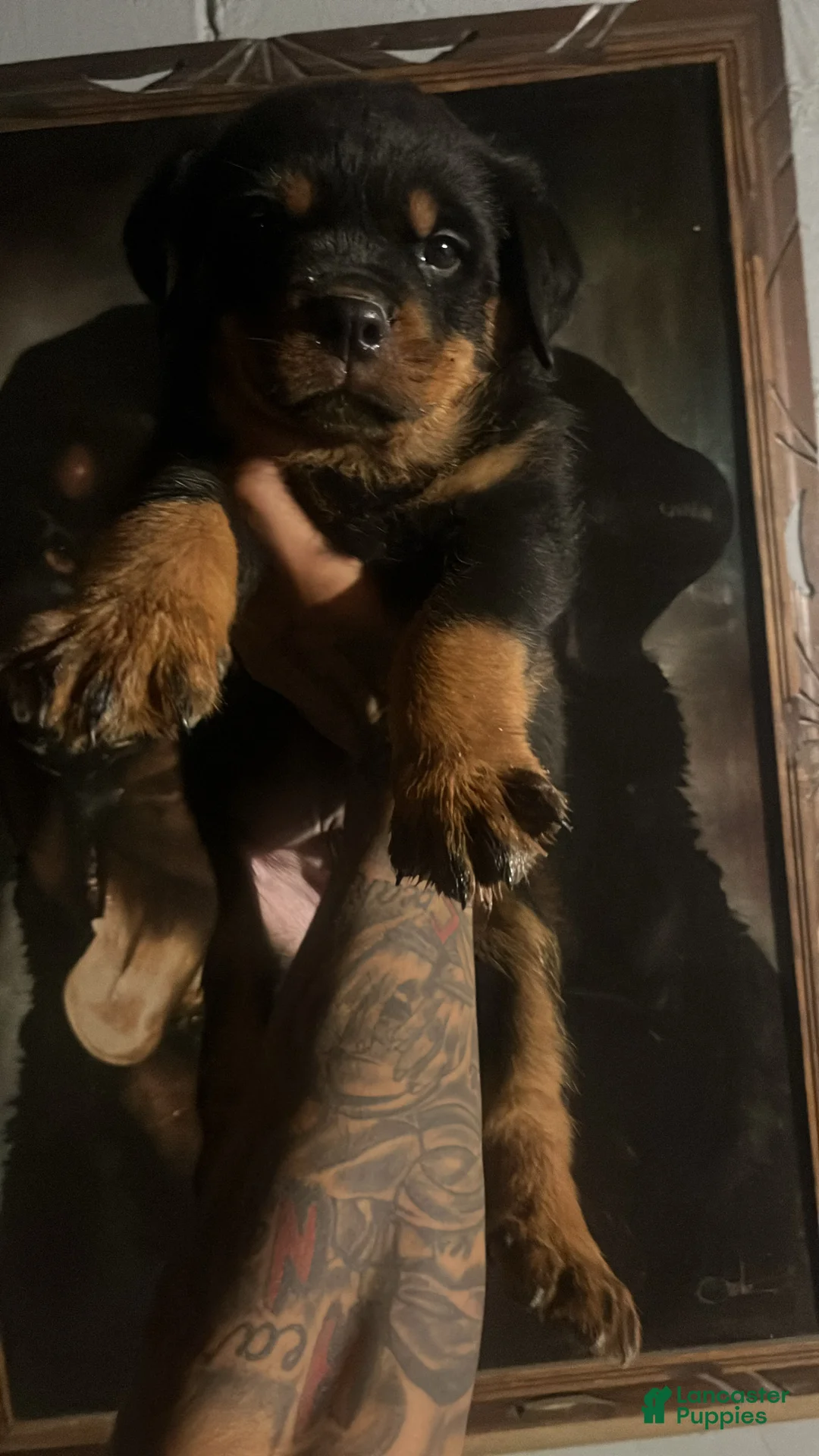Rottweiler dogs for sale: Rottweiler 3 - Ad 1