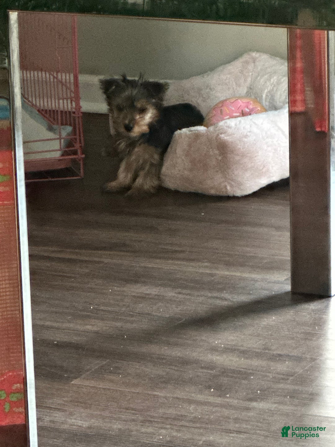 Yorkshire Terrier dogs for sale: Sir Poppington - Ad 2