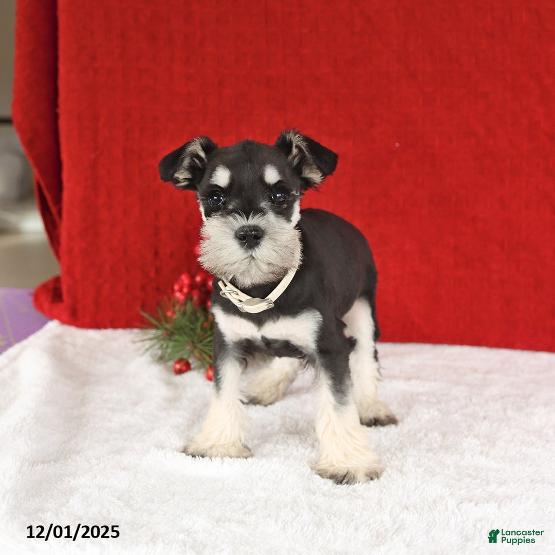 Miniature Schnauzer dogs for sale: Butterfly - Ad 4