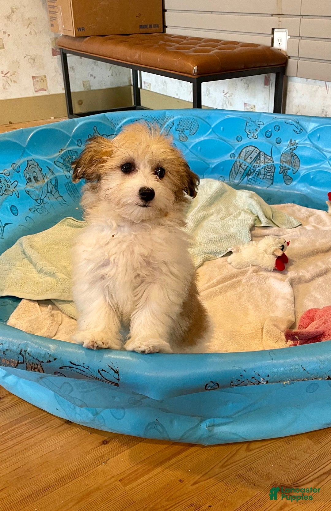 Mixed Breed dogs for sale: Sasha - Ad 1