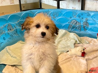 Mixed Breed dogs Sasha - Ad 38