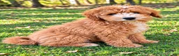Cavapoo dogs for sale: Tate - Ad 1