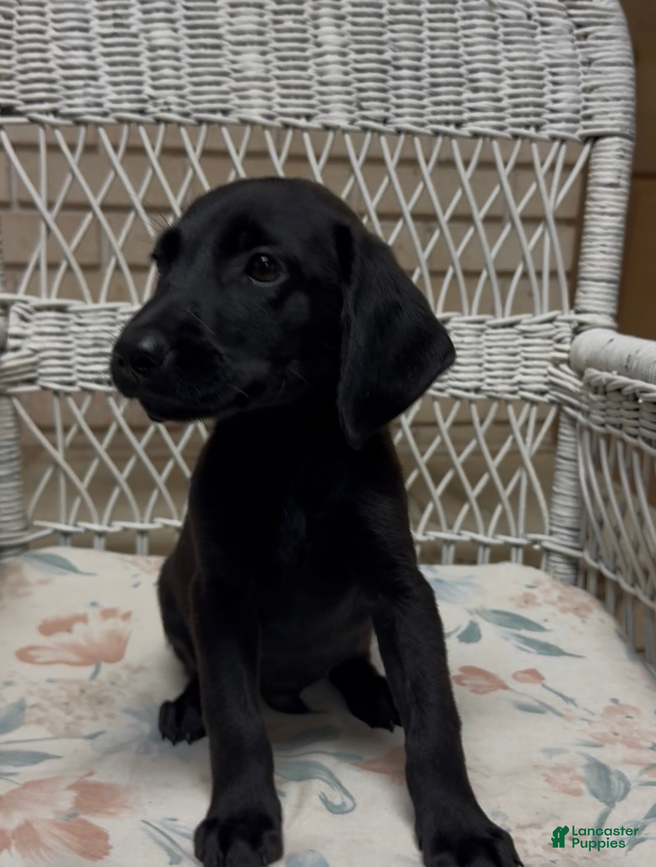 Labrador Retriever dogs for sale: Labrador Retriever Jackie - Ad 66