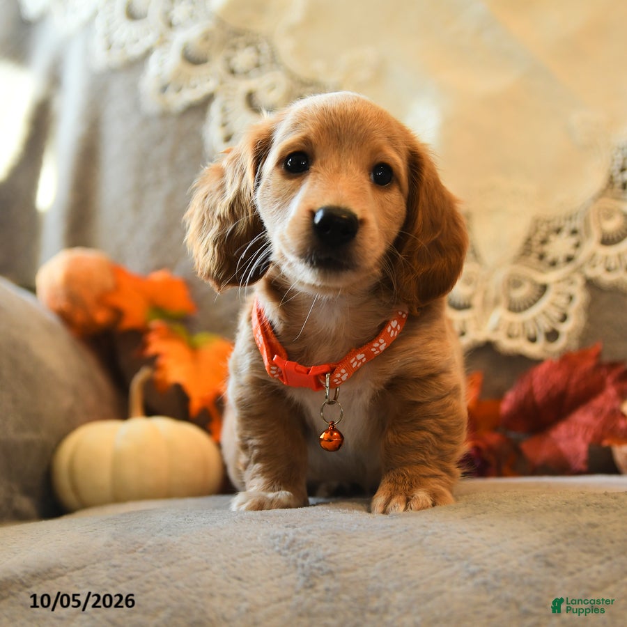 Miniature Dachshund dogs Sport - Ad 2