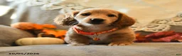Miniature Dachshund dogs for sale: Sport - Ad 2
