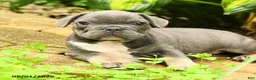 French Bulldog dogs for sale: Angel - Ad 3
