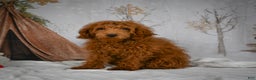 Mini Goldendoodle dogs for sale: Sammie - Ad 3