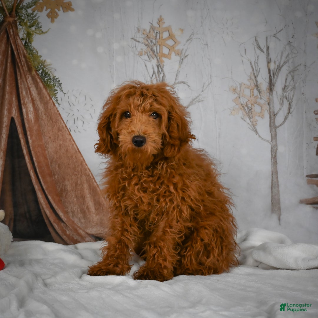 Mini Goldendoodle dogs for sale: Sammie - Ad 3