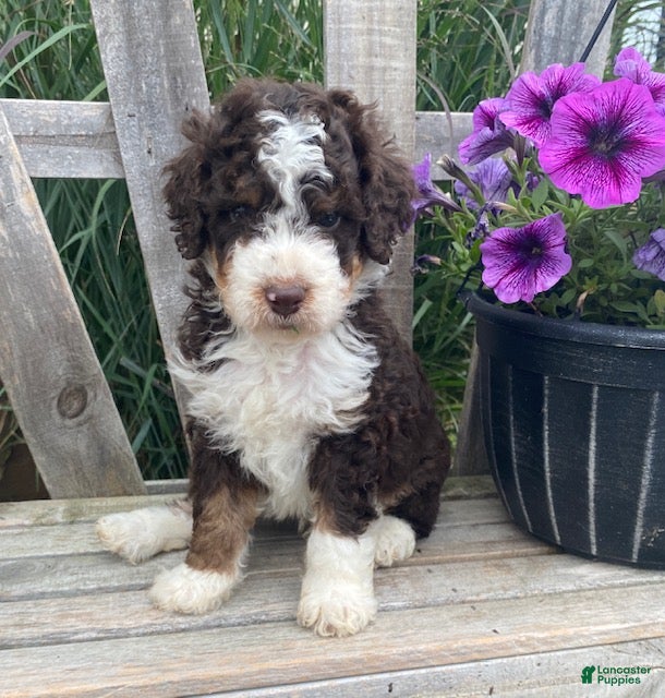 Mini Bernedoodle dogs Kosmo - Ad 1