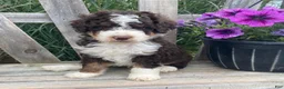 Mini Bernedoodle dogs for sale: Kosmo - Ad 1
