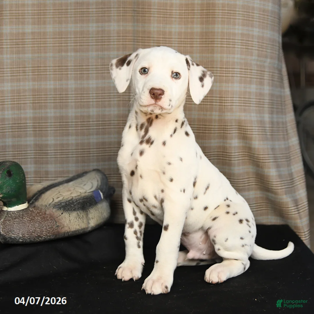 Dalmatian dogs for sale: Dynamite - Ad 2
