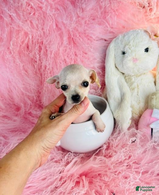 Chihuahua dogs Teacup Chihuahua 1 - Ad 2