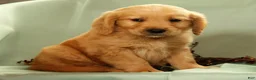 Golden Retriever dogs for sale: Jasper - Ad 8
