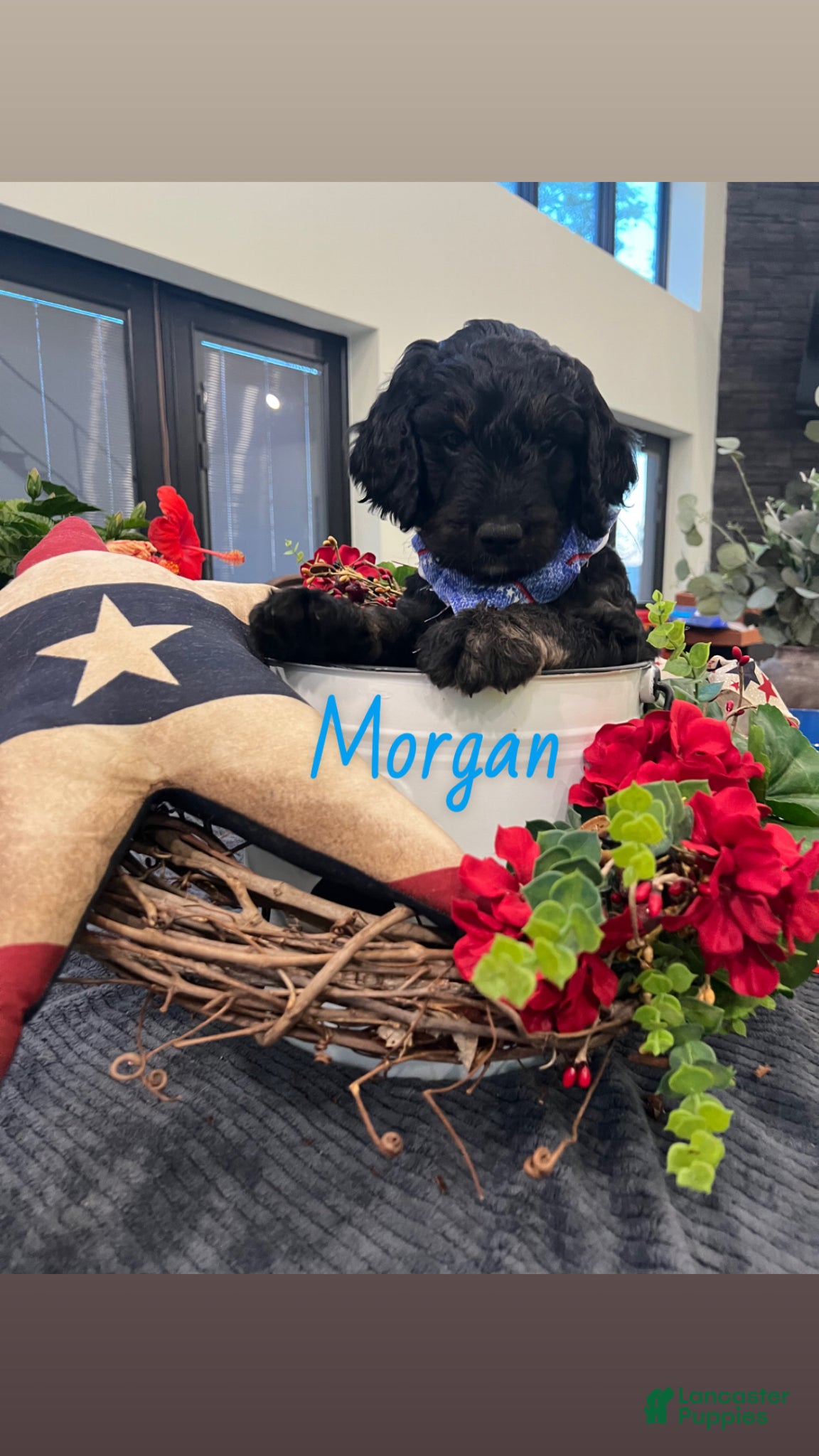Goldendoodle dogs Morgan - Ad 1
