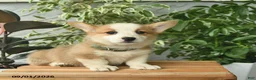 Welsh Corgi Pembroke dogs for sale: Honoria  - Ad 3