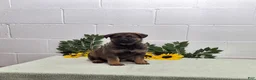 German Shepherd dogs for sale: Scoopy - Ad 4