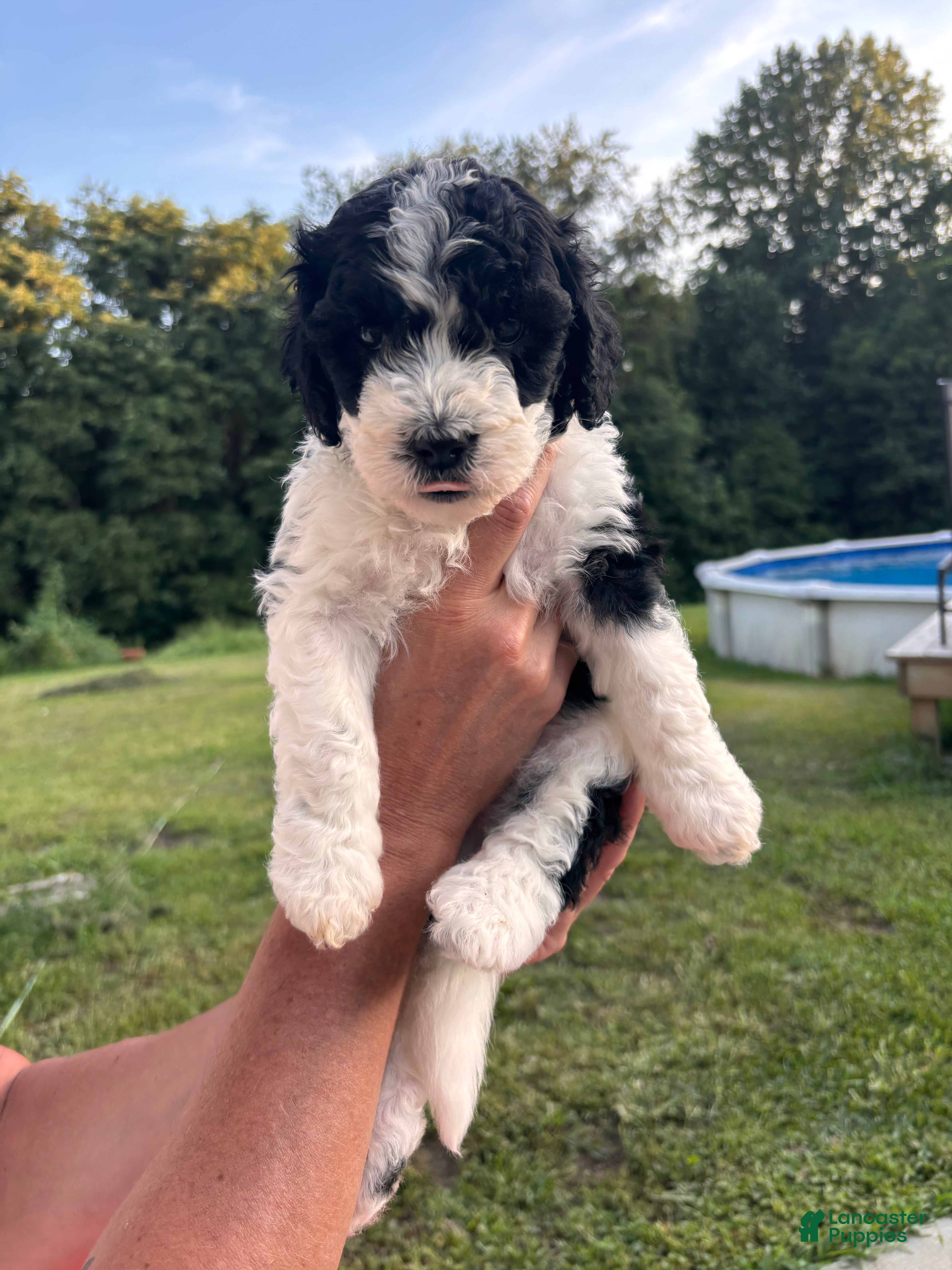 Bernedoodle dogs Cookie - Ad 30