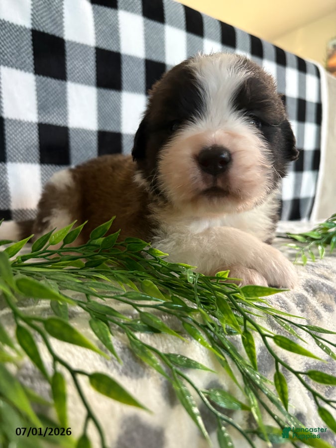 Saint Bernard dogs Chevy - Ad 2